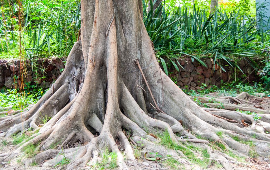 Tree Roots Impact on Commercial Foundations on Commercial Foundation Stability